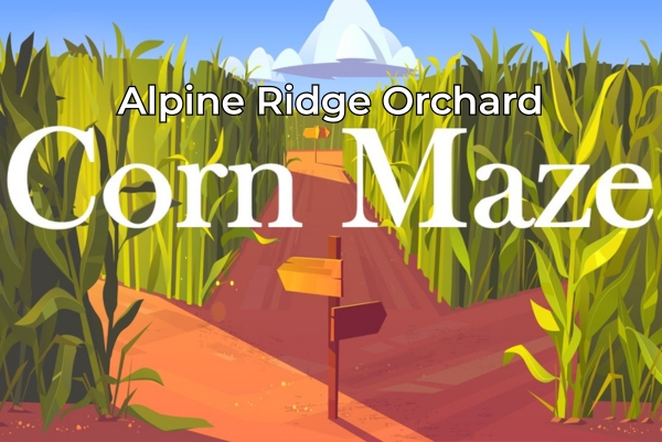 corn maze
